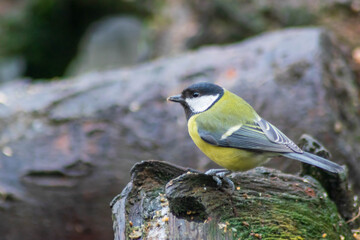 Great tit on a log