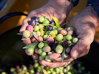 Closeup shot of a senior person's hands holding ripe and unripe olives during harvest