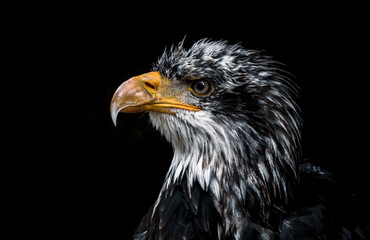 juvenile bald eagle