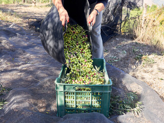 Close-up shot of a woman's hands pouring olives into the bucket