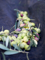 Vertical closeup shot of green olives at the harvest of olive tree plantations