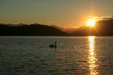 A swan crossing the Millstaetter lake in Austria during the sunset. The lake is surrounded by high Alps. Calm surface of the lake reflecting the sunbeams. The sun hides behind the thick clouds. Calm