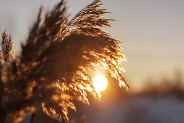 Winterlandschaft Sonnenlicht auf dem Feld, Champagner setzt Segel. Trockenes beige Schilf bei Sonnenuntergang. Trends 2021. © Elena