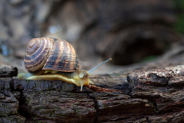 A snail is crawling along the bark of a fruit tree. Clouse-up. Macro photography.