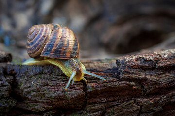 A snail is crawling along the bark of a fruit tree. Clouse-up. Macro photography.