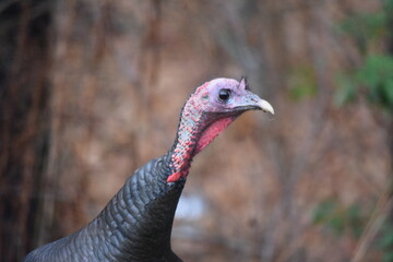 Wild Turkey Maine.