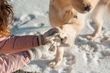 Owner helps her lovely dog Golden retriever to clear the paws. The dog's paws freeze in winter and...