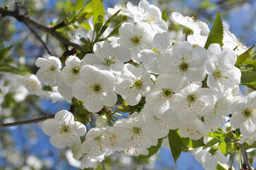 Spring cherry blossom