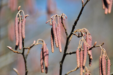 Naklejka premium On a branch of a tree of black alder hang inflorescences of an earring.