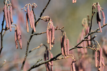 On a branch of a tree of black alder hang inflorescences of an earring.
