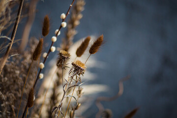 dried flowers against a gray textured wall