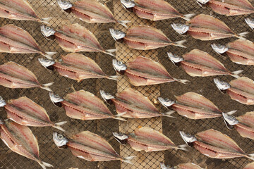 Fish drying in the sun, Nazaré, Portugal