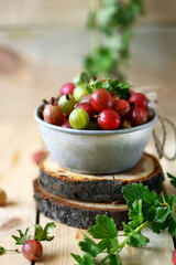 Fresh gooseberries in a bowl. Large pink gooseberry.