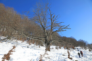 senderistas montañeros  con bastones  en la nieve entre árboles país vasco 4M0A8017-as21