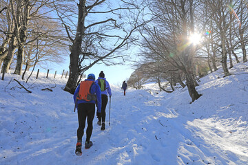 senderistas montañeros  con bastones y grampones en la nieve entre árboles país vasco...