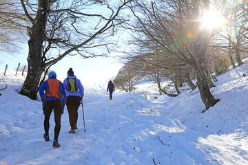 senderistas montañeros  con bastones y grampones en la nieve entre árboles país vasco...