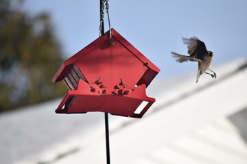 Titmouse bird in flight.
