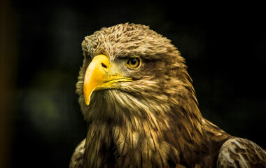Obraz premium eagle
