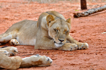 Close up of a young lion laying on the ground and dozing