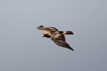 Booted Eagle in flight