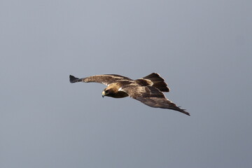 Booted Eagle in flight