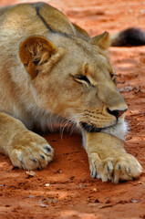 Fototapeta na wymiar Close up of a young lion laying on the ground and dozing
