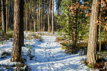 leśna zimowa ścieżka © Marcin Łazarczyk