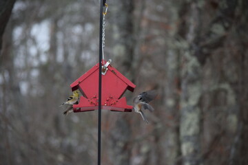 Birds in flight at the feeder.