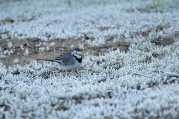 White Wagtail (Motacilla alba) in ice