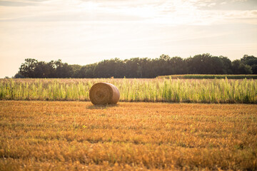 hay bales in the field