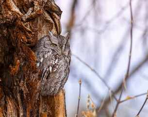 Eastern screech owl grey morph perched in tree cavity