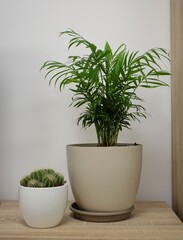 Plantas, cactus y palmera de interior