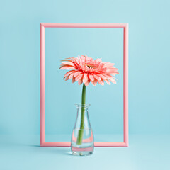 Pink border frame with gerbera in vase on blue background. Minimal floral concept. Mockup for special offers as advertising or other ideas. Empty place for inspirational, motivational text or quote.