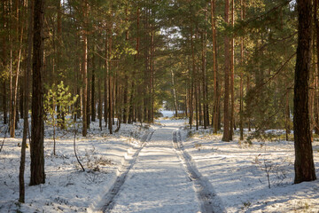 leśna zimowa ścieżka © Marcin Łazarczyk