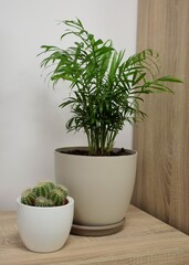 Planta palmera y cactus de interior