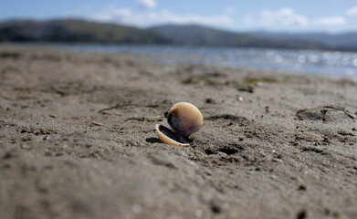 Shell on sandy beach