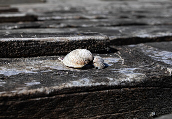 Mother Daughter shells