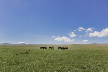 horses walk the hills