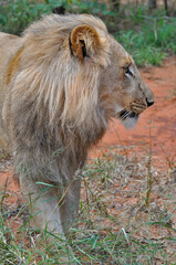 Head shot of a young male lion walking
