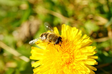 Macro photography of bee at yellow flower in austrian alps