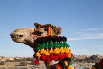 Dromedaries and camels are still used for transports through the egyptian deserts. The woolen decoration is used in nubian villages in the south of Egypt. 