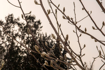 branches of a tree in winter