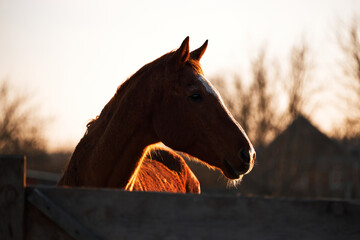 Portrait of young stallion at sunset on farm. Beautiful brown thoroughbred horse stands behind wooden paddock and looks with intelligent eyes.