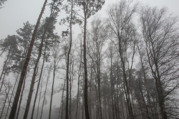 fog in the forest creating a gloomy image