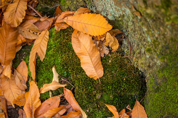 autumn leaves in the forest