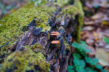 Small mushrooms grow on an old log. A log overgrown with moss