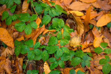 autumn leaves background