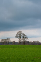 Fototapeta na wymiar Tree in meadow in stormy weather