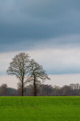 Fototapeta na wymiar Tree in meadow in stormy weather