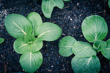 Filtered image bok choy leafy greens with water drop cultivated at backyard garden in Texas, USA